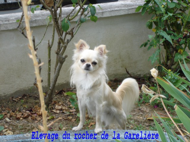 Chihuahua : Eliott du rocher d ela Garelière
